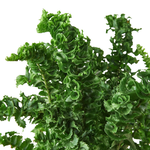 Curly Boston Fern