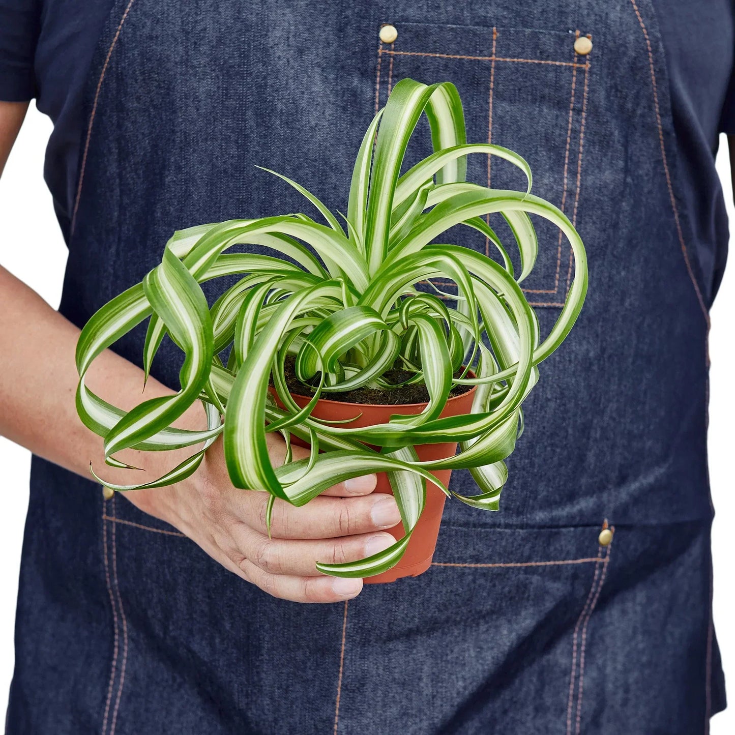 Spider Plant ‘Bonnie’ – Curly Variegated Air-Purifying Houseplant