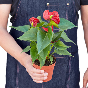 anthurium merah painter& 39 Anthurium 'Red' 6" Pot / Nursery Pot