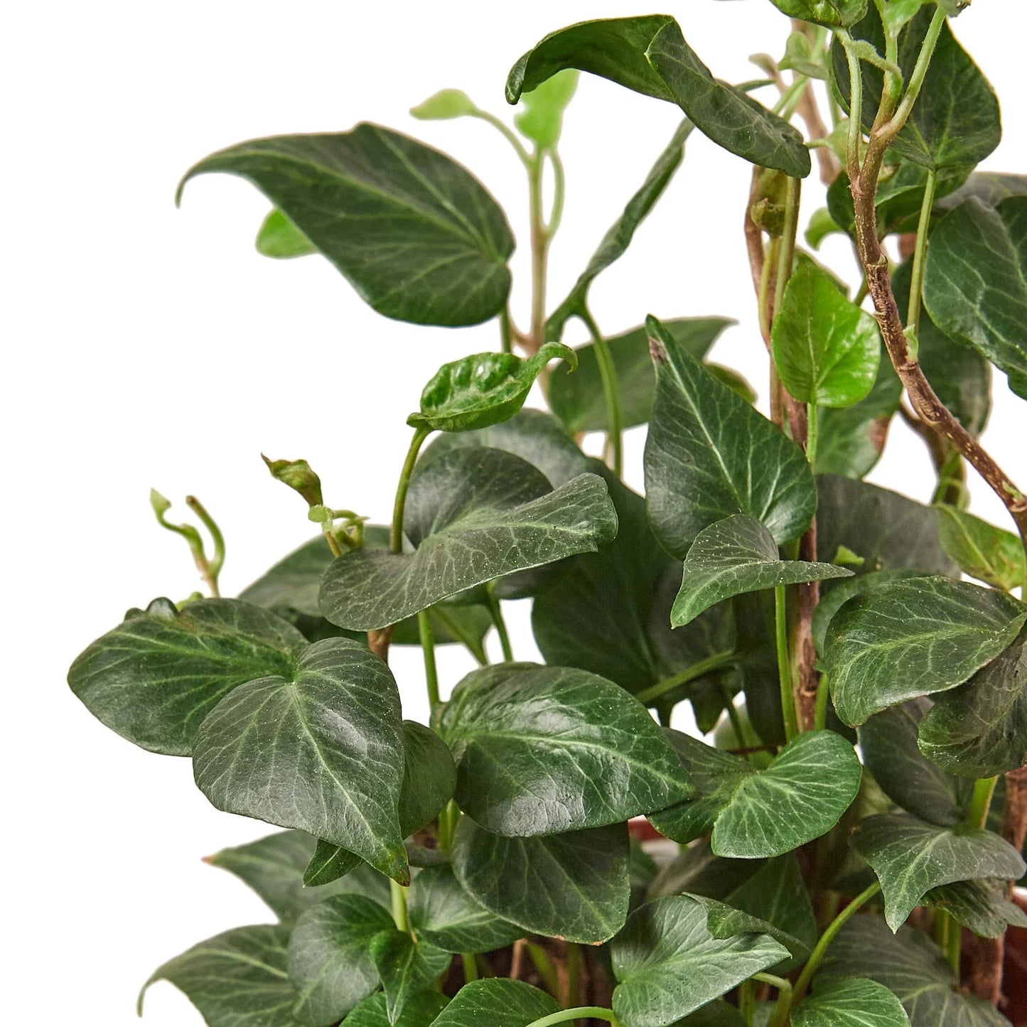 English Ivy ‘Heart’ – Trailing Air-Purifying Indoor Plant