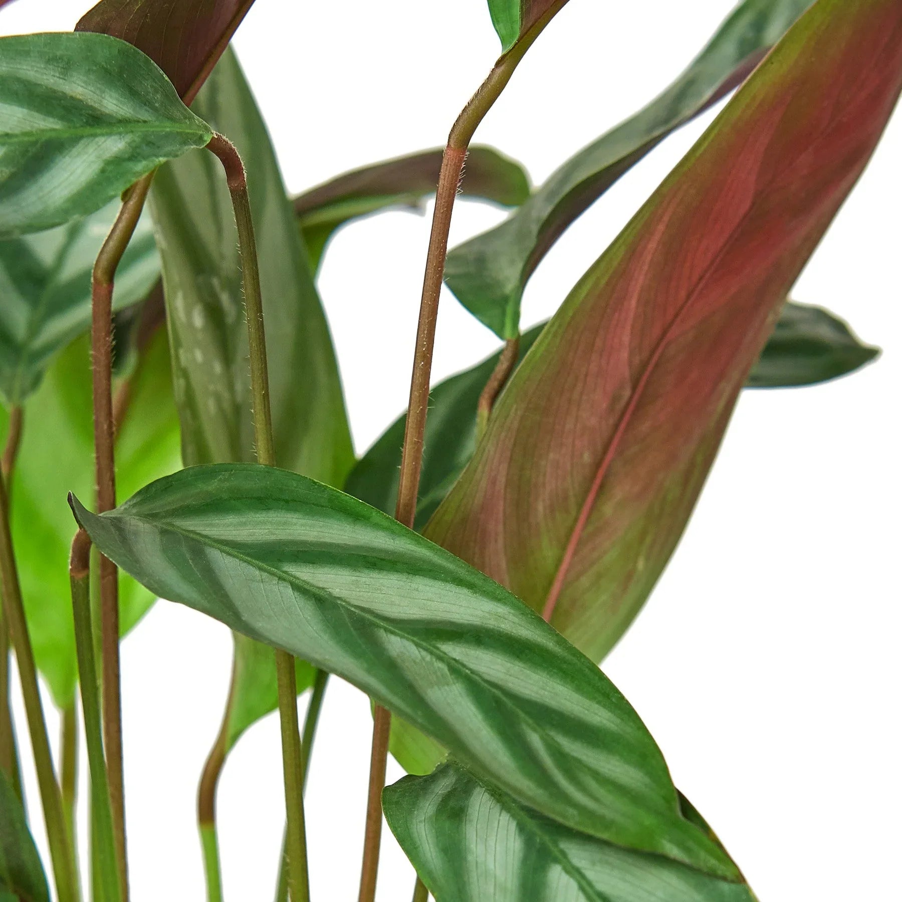 Calathea Grey Star Plant