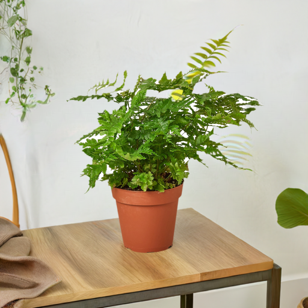 Copper Shield Fern 