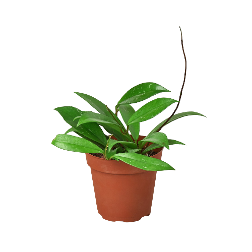 Hoya ‘Publicalyx’ – Rare Wax Plant Trailing Indoor Houseplant