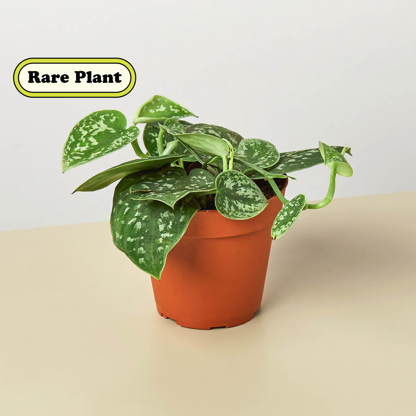 Pothos ‘Satin’ – Rare Variegated Trailing Indoor Plant