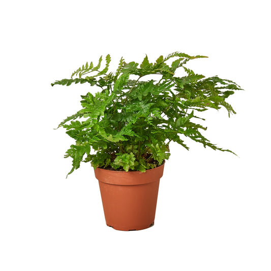 Copper Shield Fern 