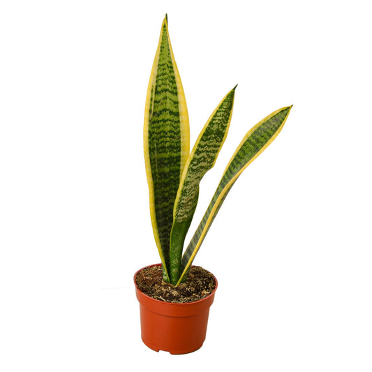 Planta Serpiente Laurentii - Maceta de 4" - Bajo Mantenimiento