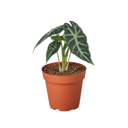 Unique Green Houseplant
