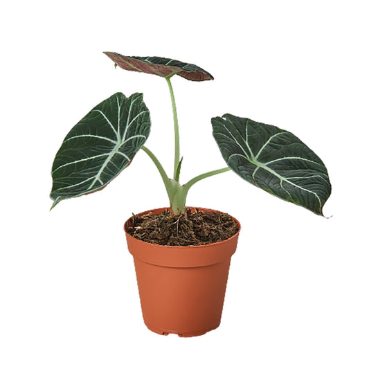 Alocasia Reginula 'Terciopelo Negro'