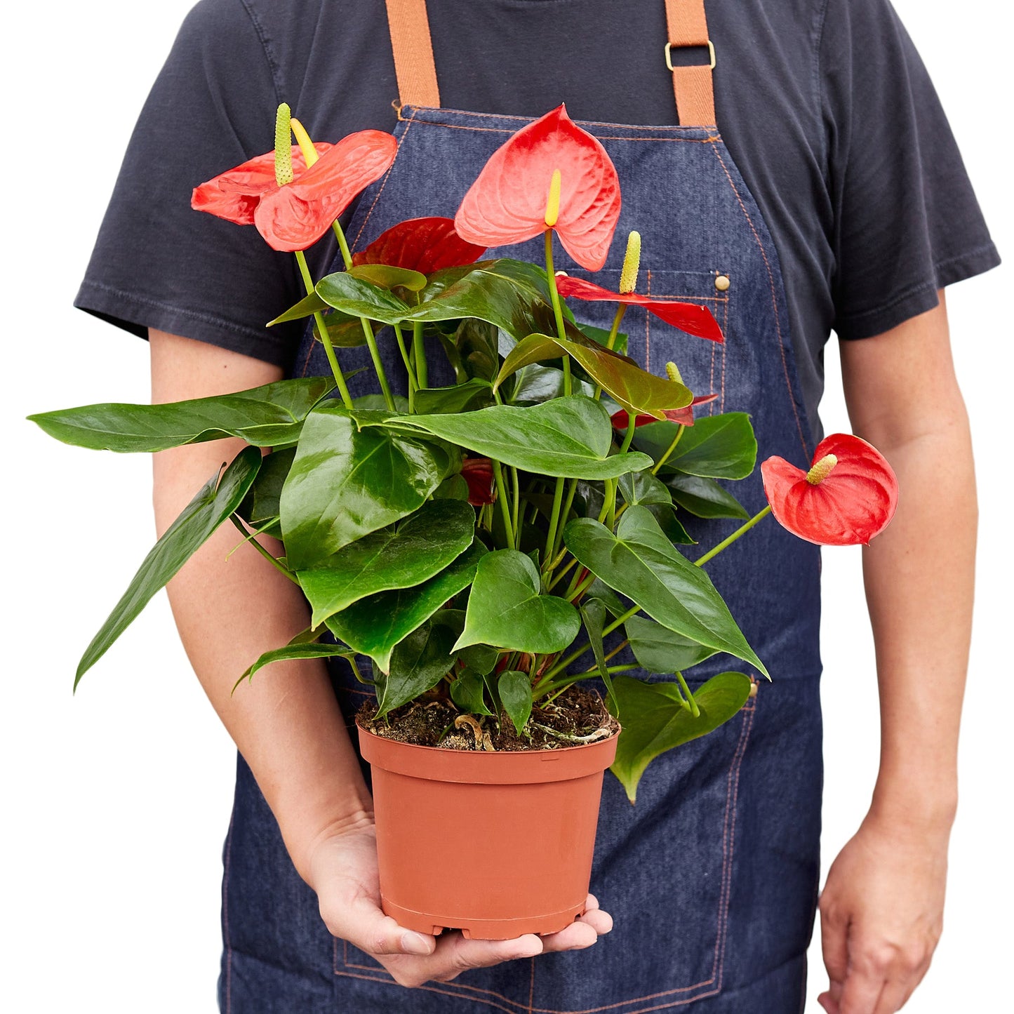 Anthurium Red Houseplant