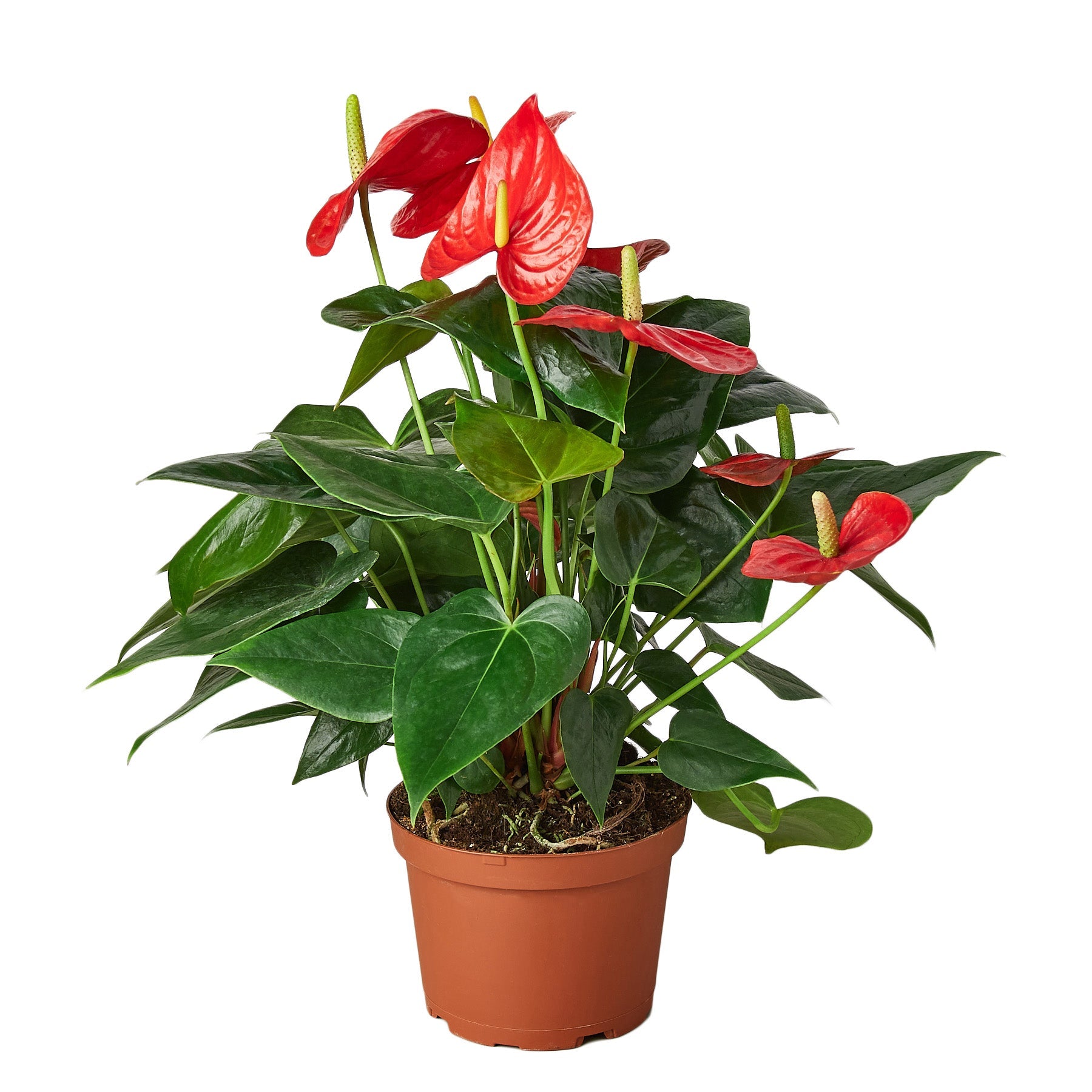 Anthurium Red Houseplant