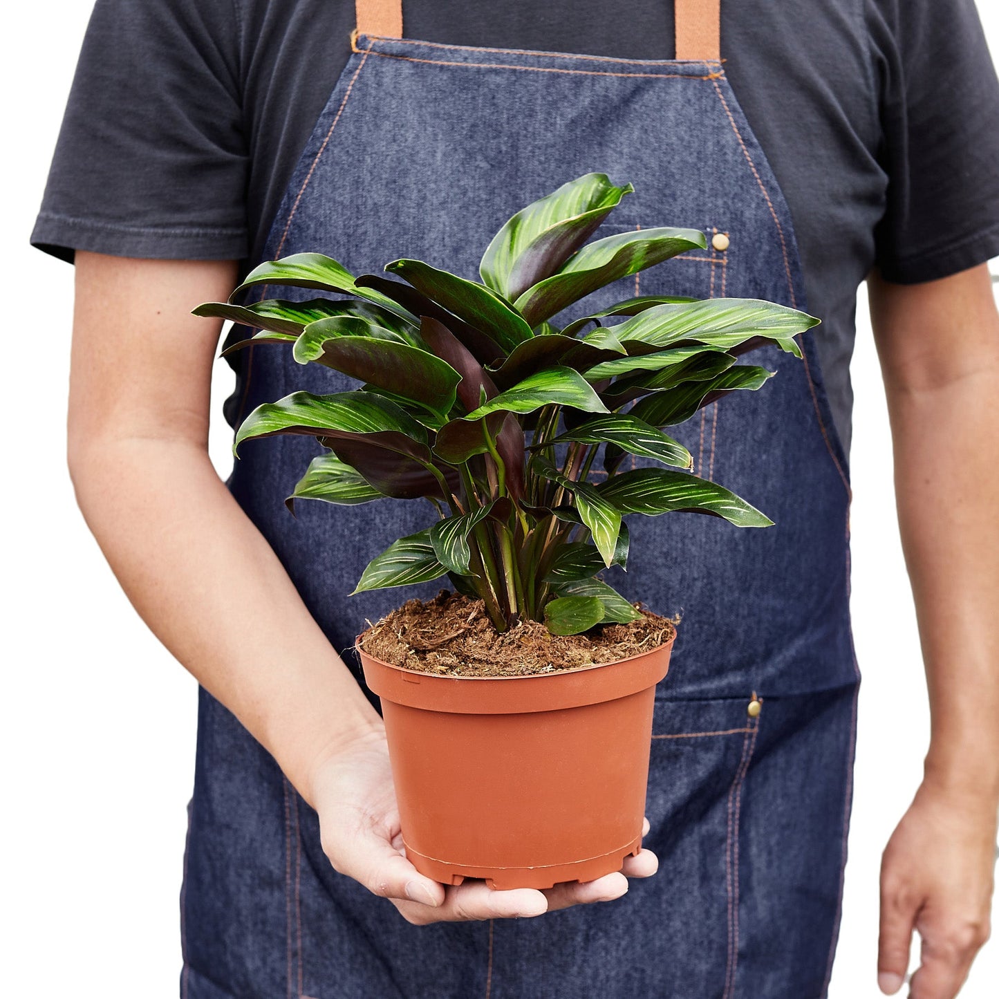 Calathea Beauty Star 