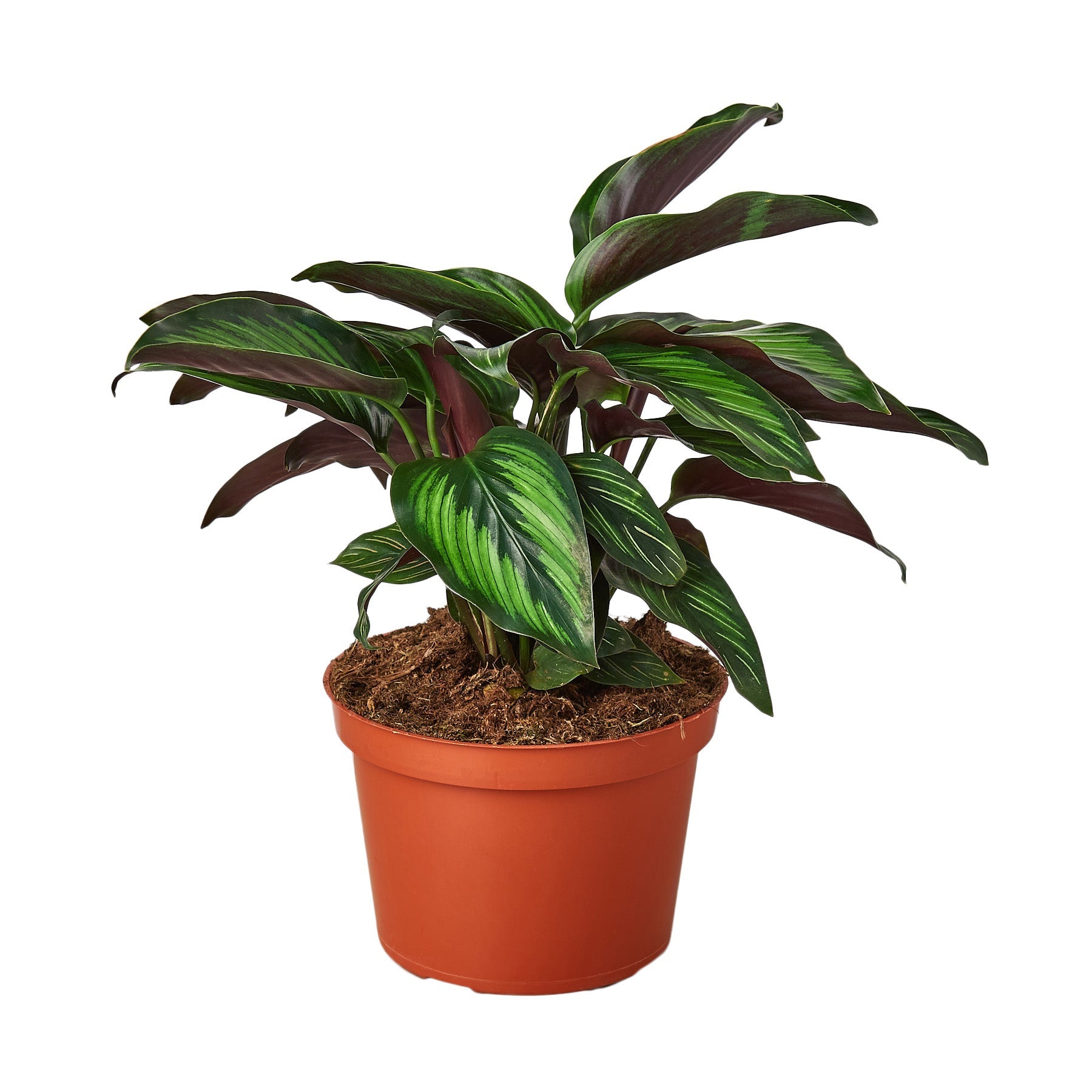 Calathea Beauty Star 