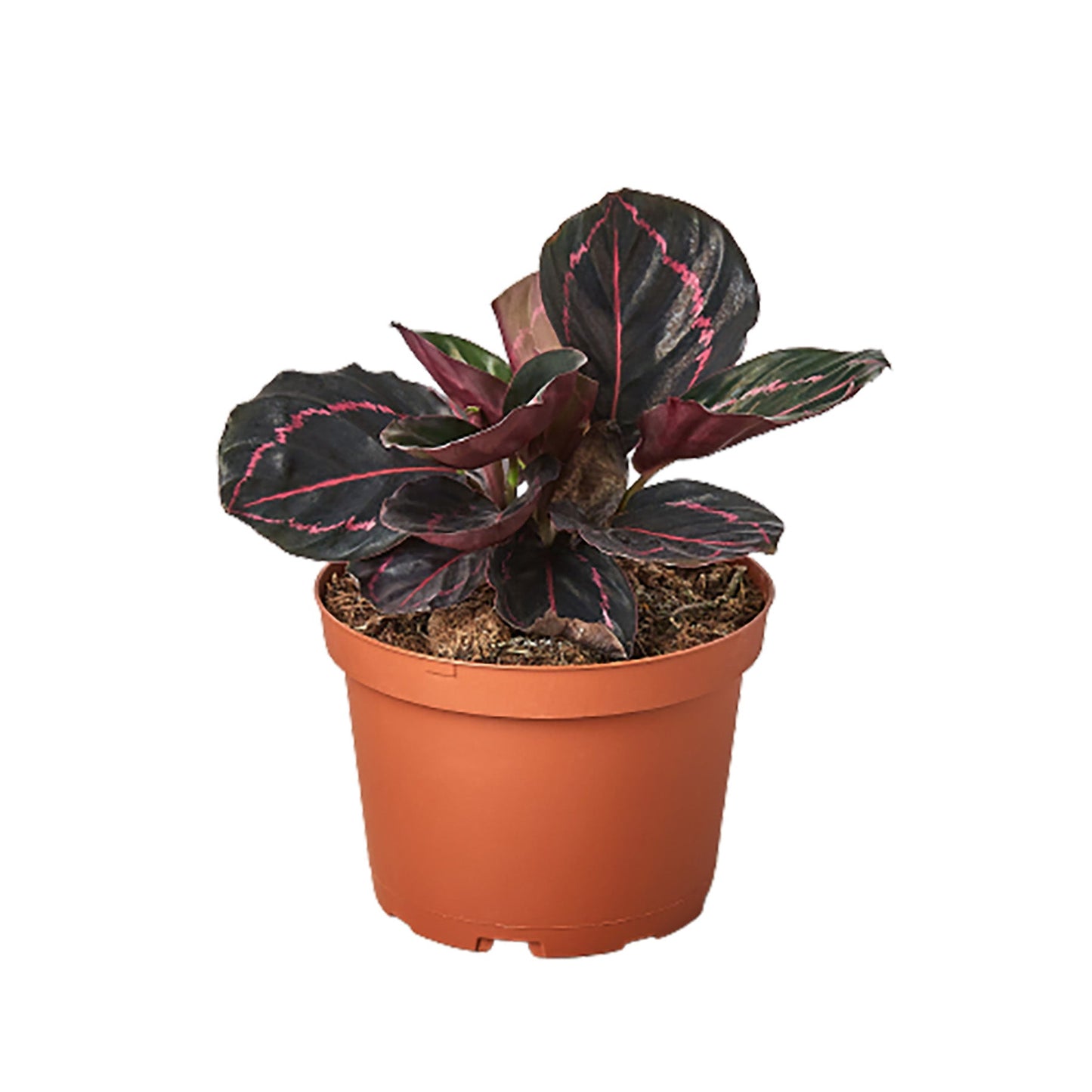 Calathea Dottie Plant 
