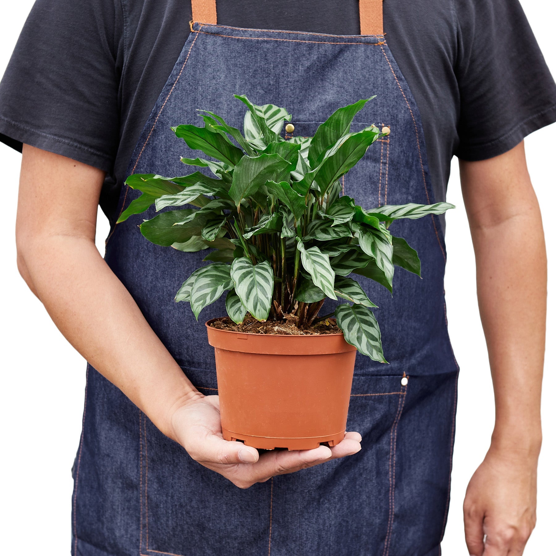 Calathea Concinna Freddie