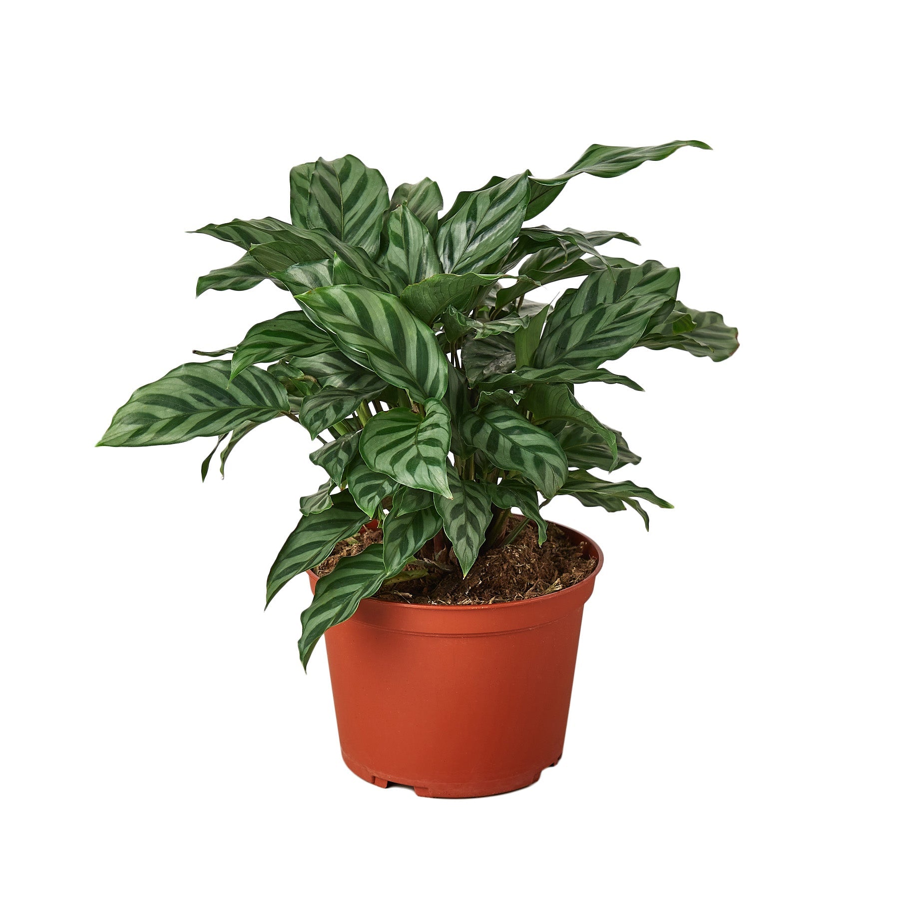 Calathea Concinna Freddie