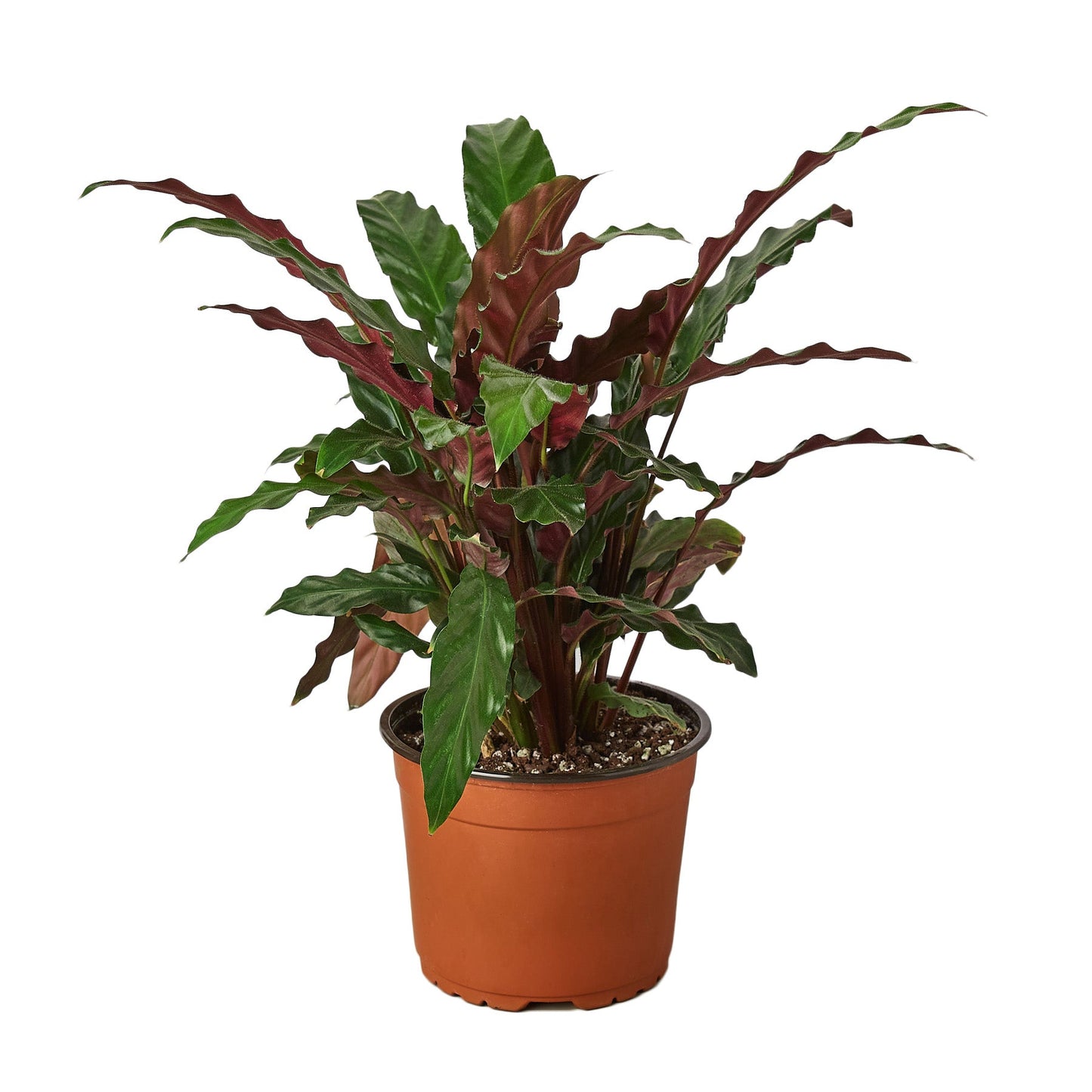 Furry Feather Calathea