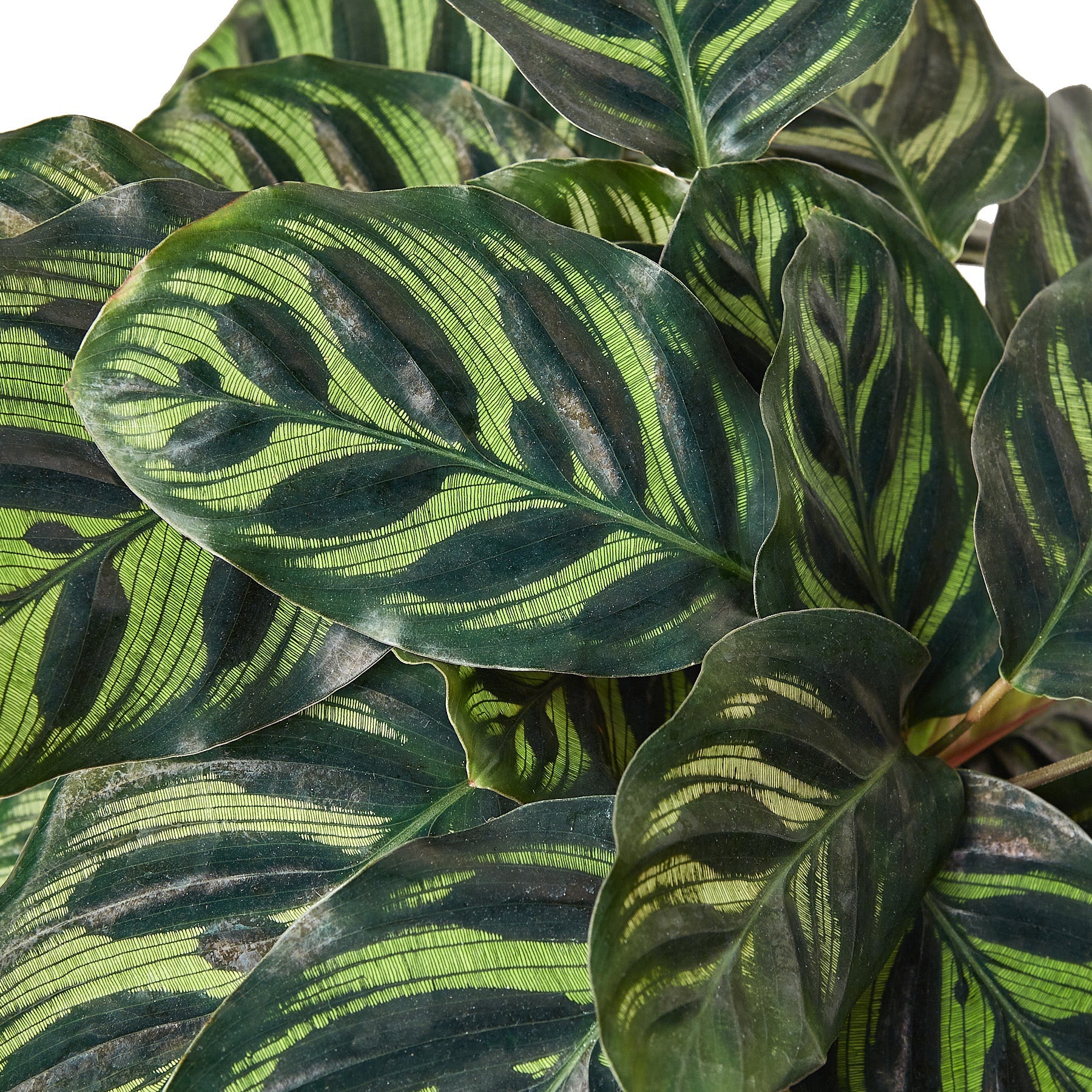 Calathea Makoyana Peacock Plant 