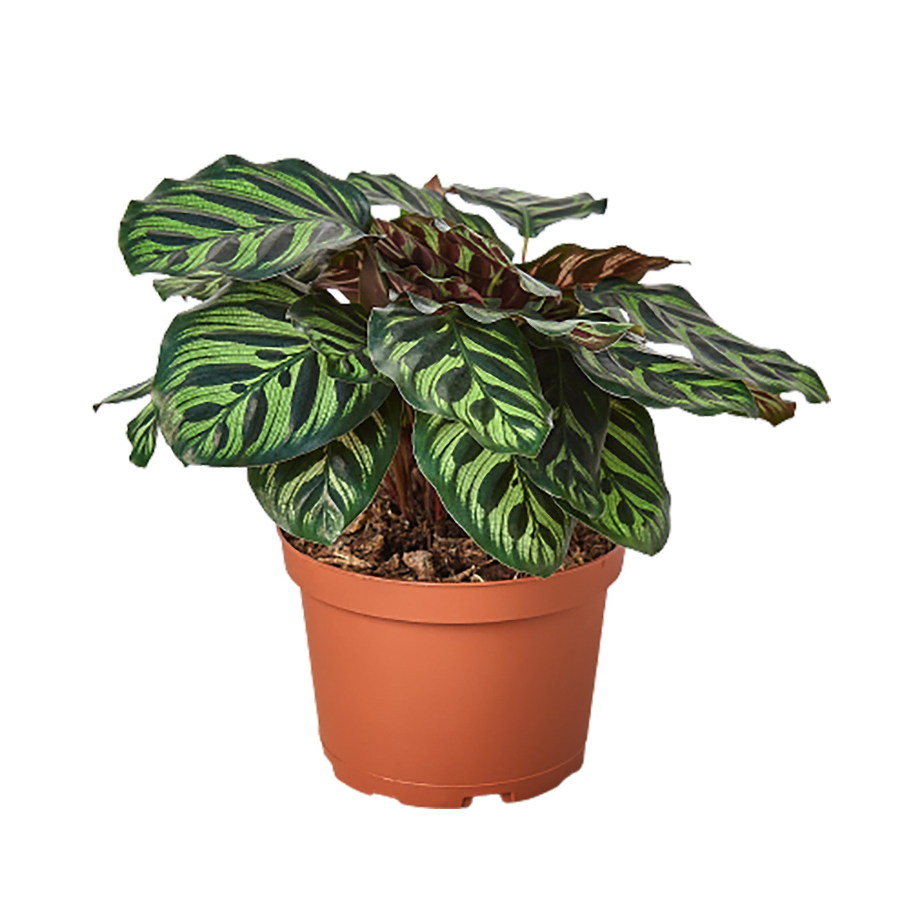 Calathea Makoyana Peacock Plant 
