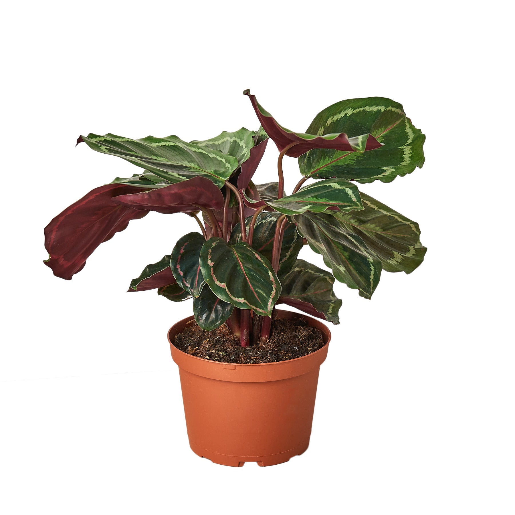 Peacock Plant for Home