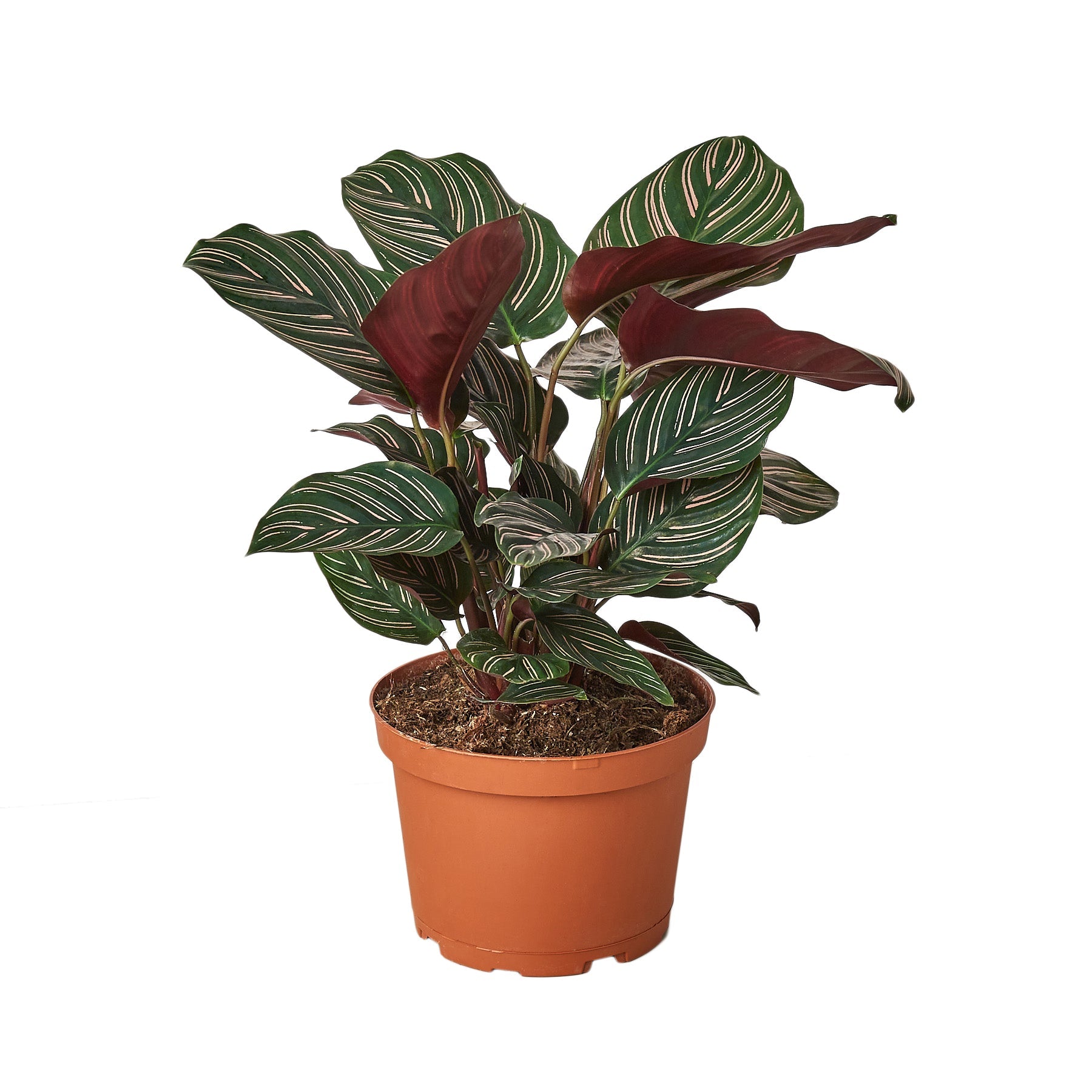 Peacock Plant Calathea
