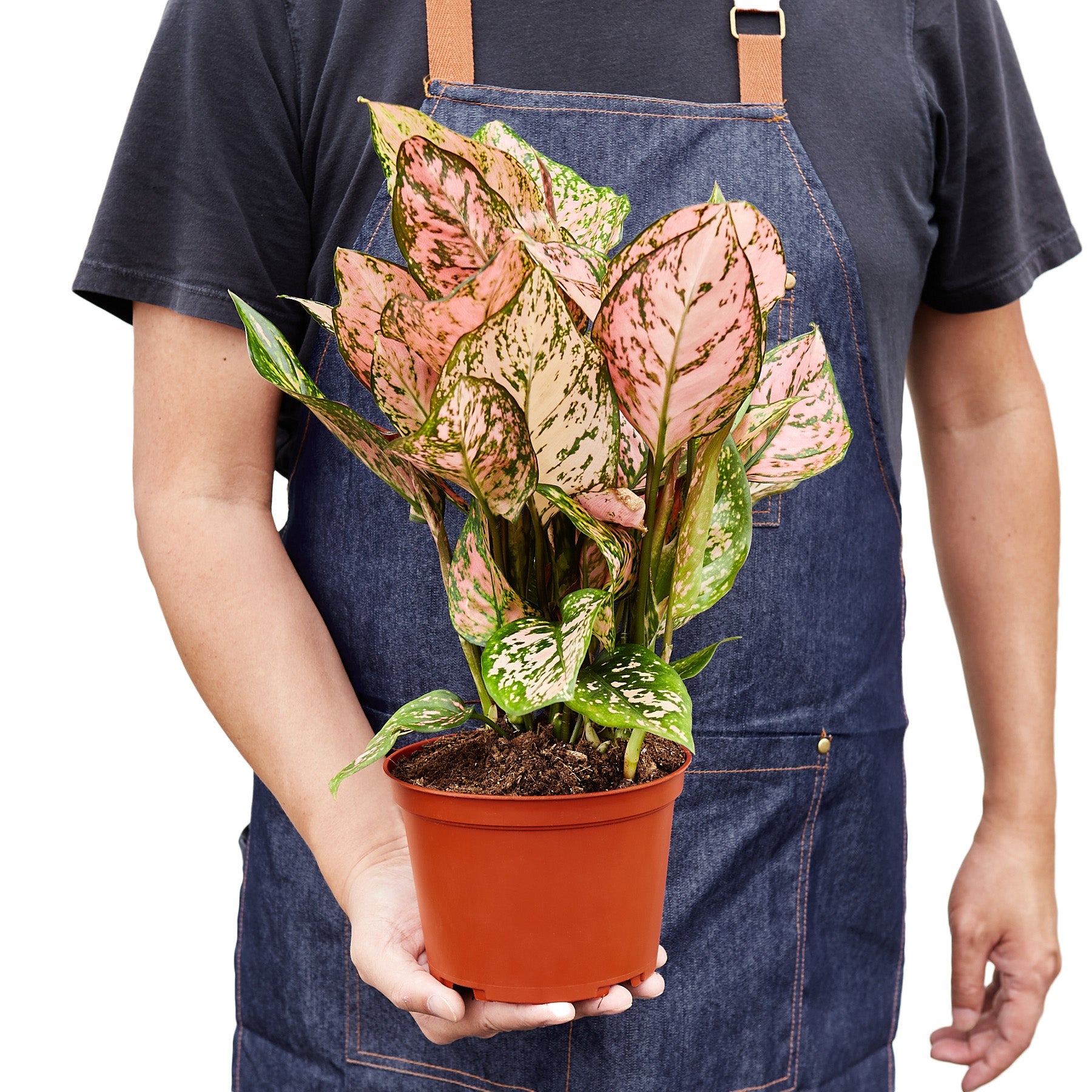 Aglaonema Lady Valentine