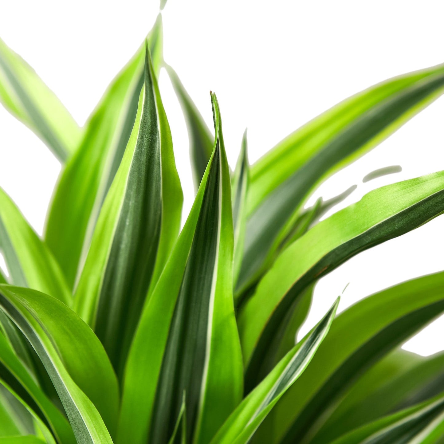 Dracaena Deremensis 'Lemon Surprise' - Maceta de 6" 