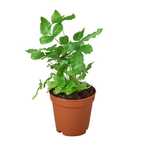 Pteris Cretica 'Helecho Albo' 
