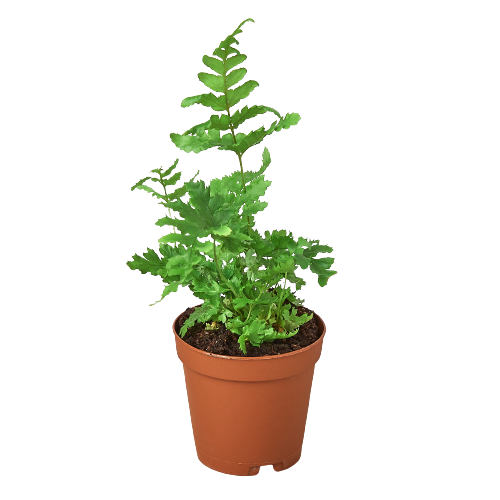 Copper Shield Fern 