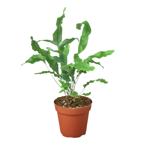Helecho 'Estrella Azul'