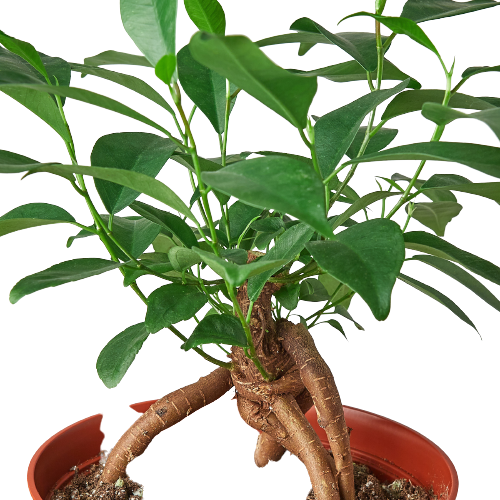 Ficus 'ginseng'