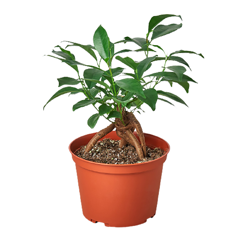 Ficus 'ginseng'