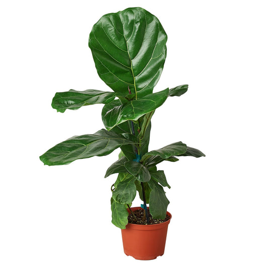 نبات Ficus Lyrata 'Fiddle Leaf Fig' - أصيص مقاس 6 بوصات - أصيص حضانة فقط