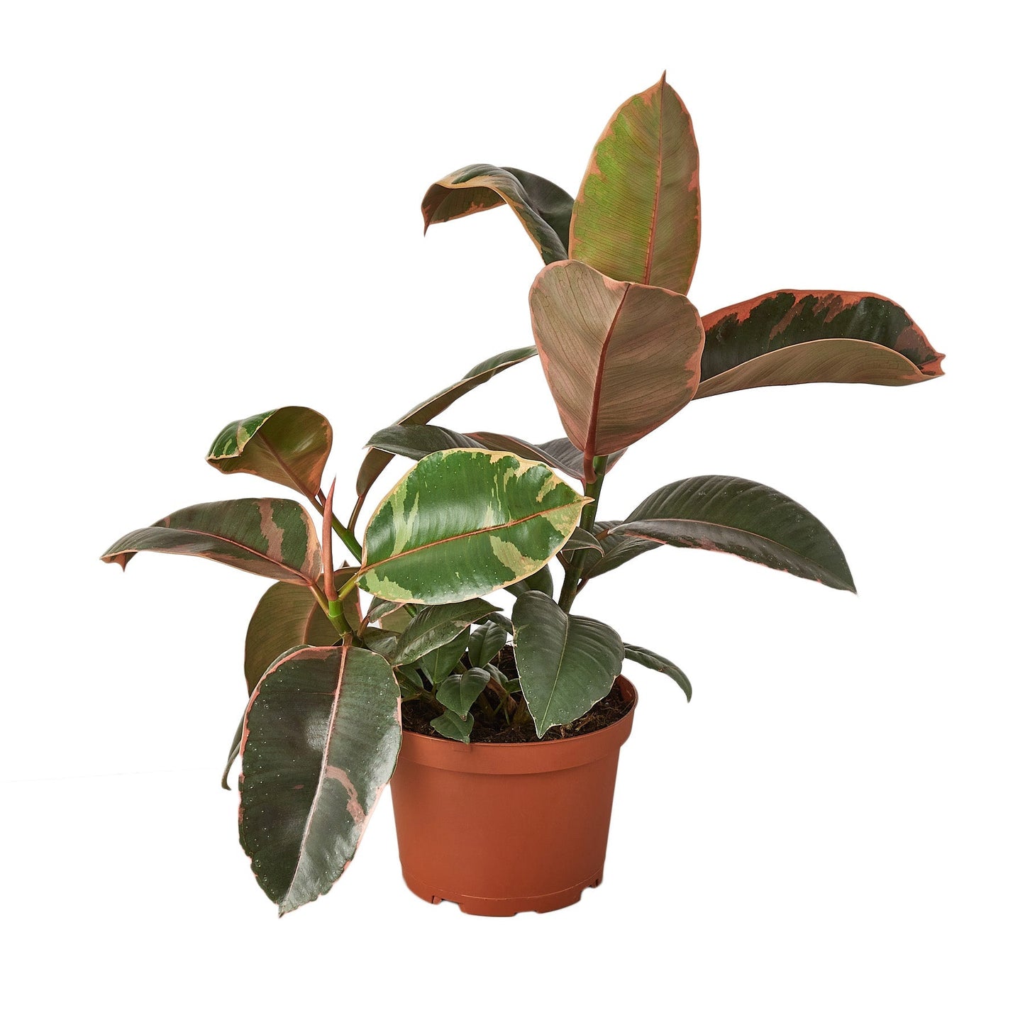 Ficus Elastica 'Rosa Rubí' - Maceta de 4"
