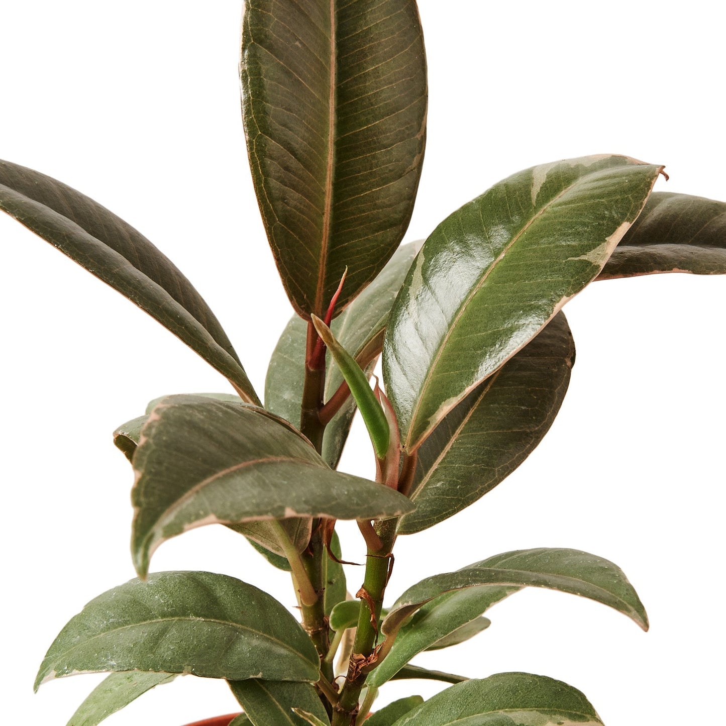 Ficus Elastica 'Tineke' - 6" Pot