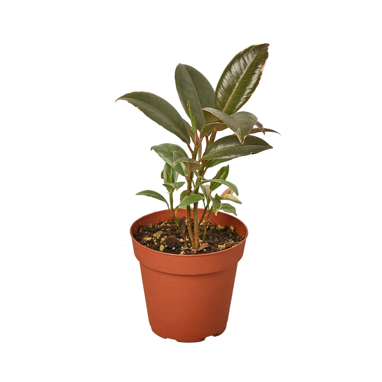 Ficus Elastica 'Tineke' - 6" Pot