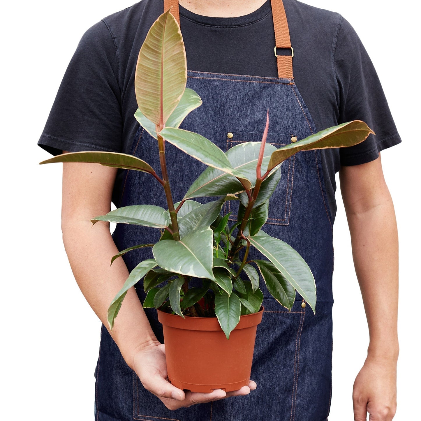 Ficus Elastica 'Tineke' - 6" Pot