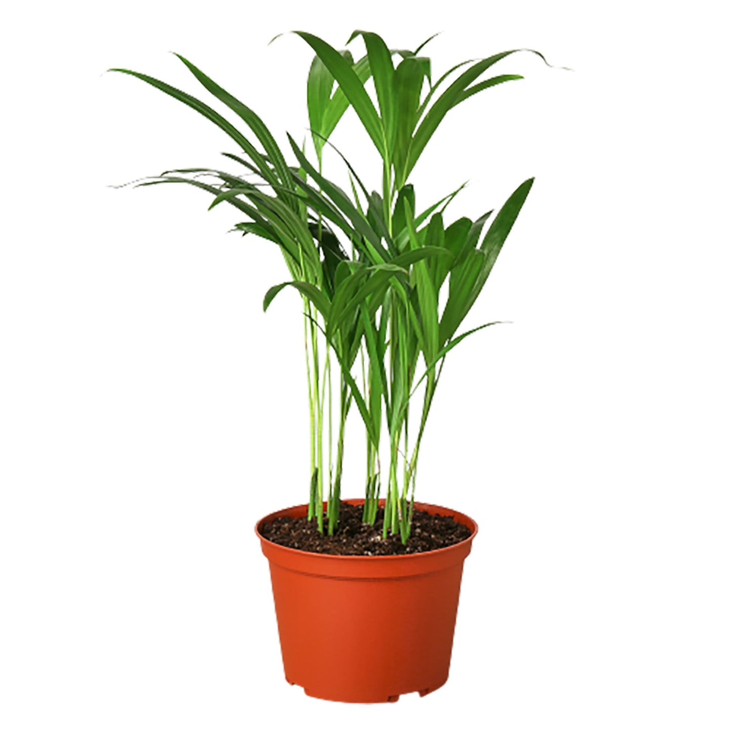 Areca Palm Indoor Plant