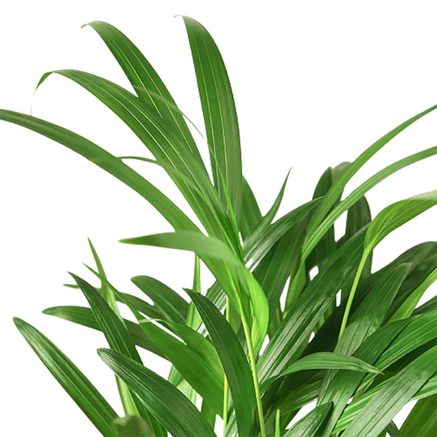 Areca Palm Indoor Plant