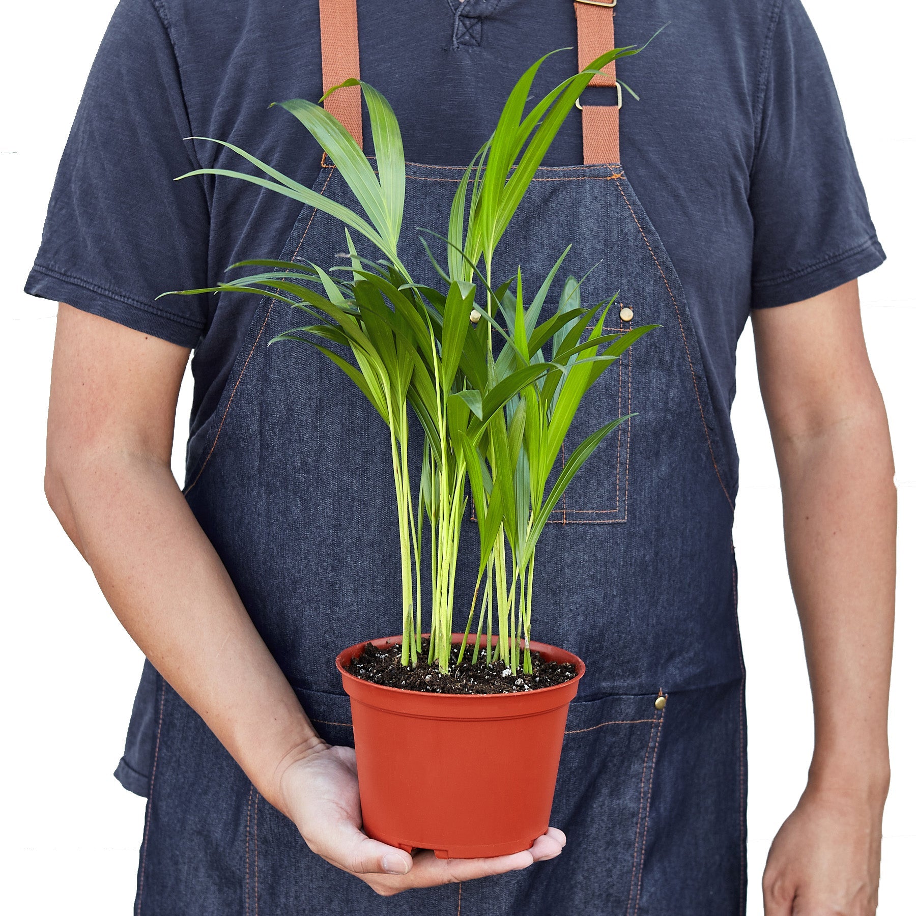 Areca Palm Indoor Plant