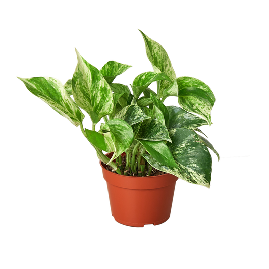 Pothos 'Marble Queen' - Bajo mantenimiento 