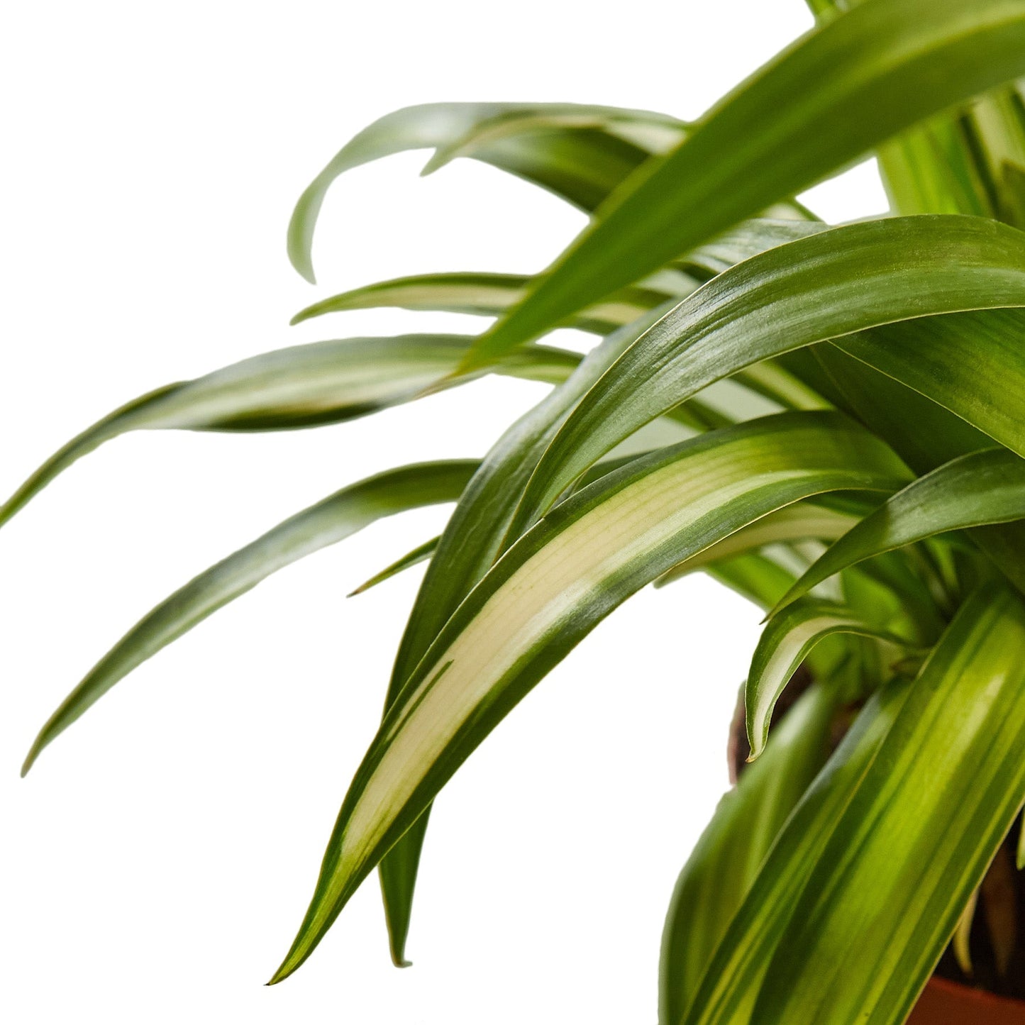 Planta araña hawaiana - Maceta de 4" - Bajo mantenimiento