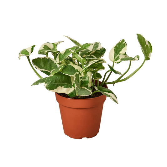 Pothos 'N'joy' - Maceta de 4"