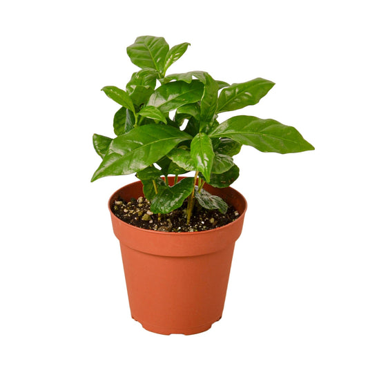 Arabica Coffee - Coffee Houseplant