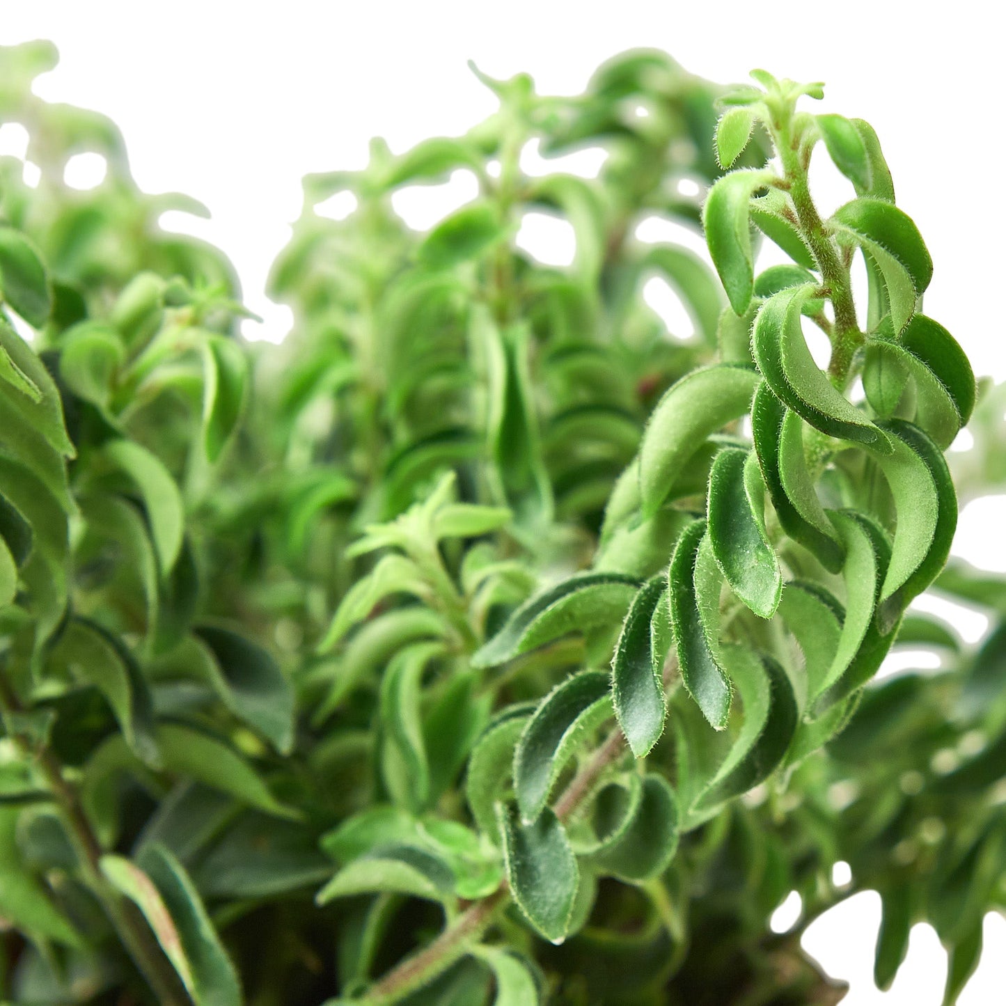 Planta de lápiz labial rizado