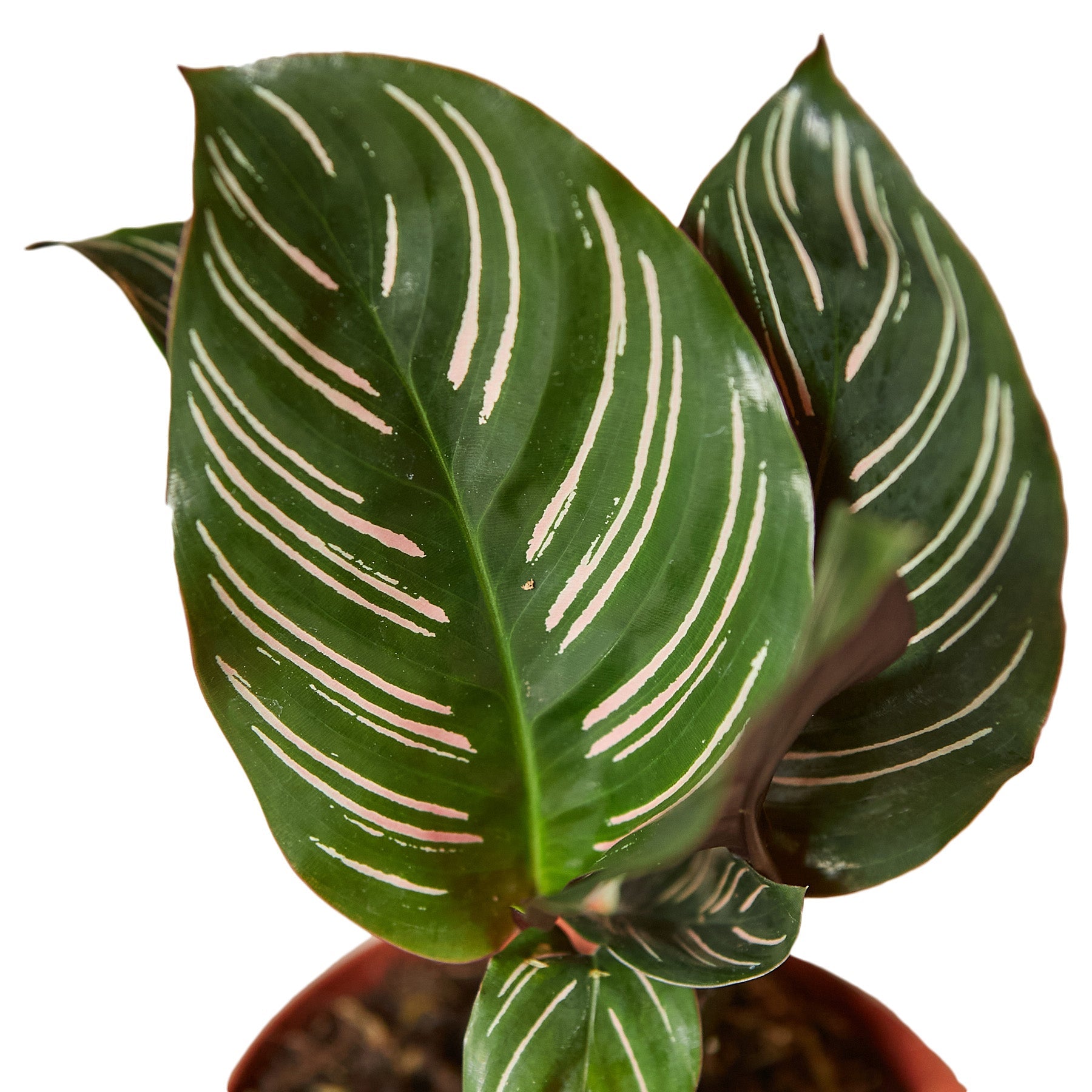 Peacock Plant Calathea
