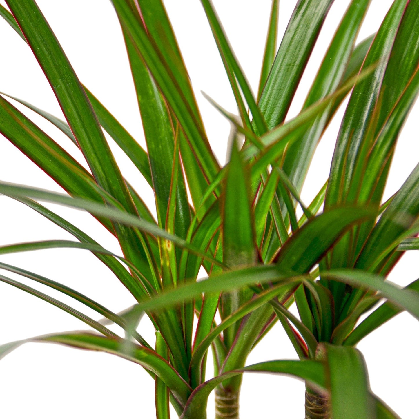 Caña Dracaena Marginata - Maceta de 4"