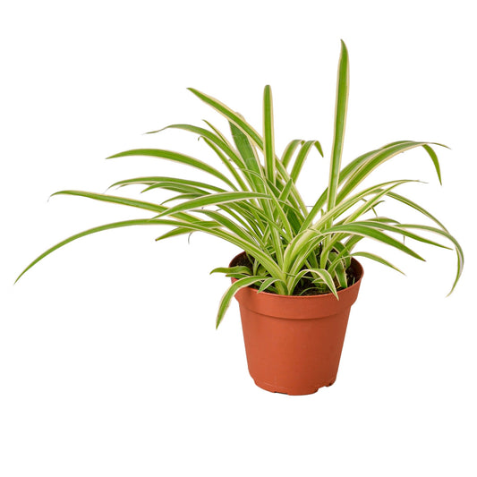 Planta araña inversa: bajo mantenimiento 