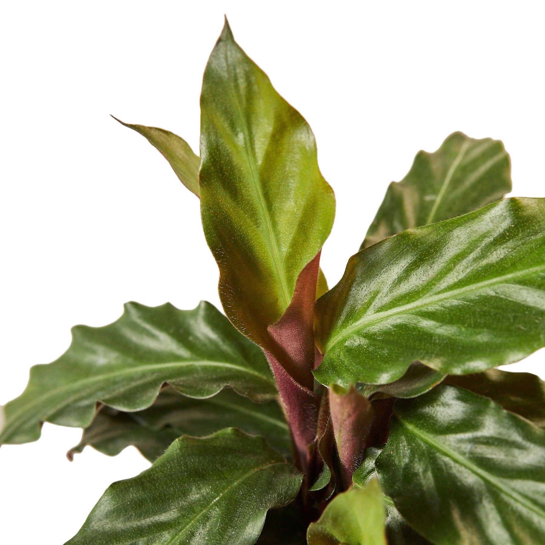 Furry Feather Calathea