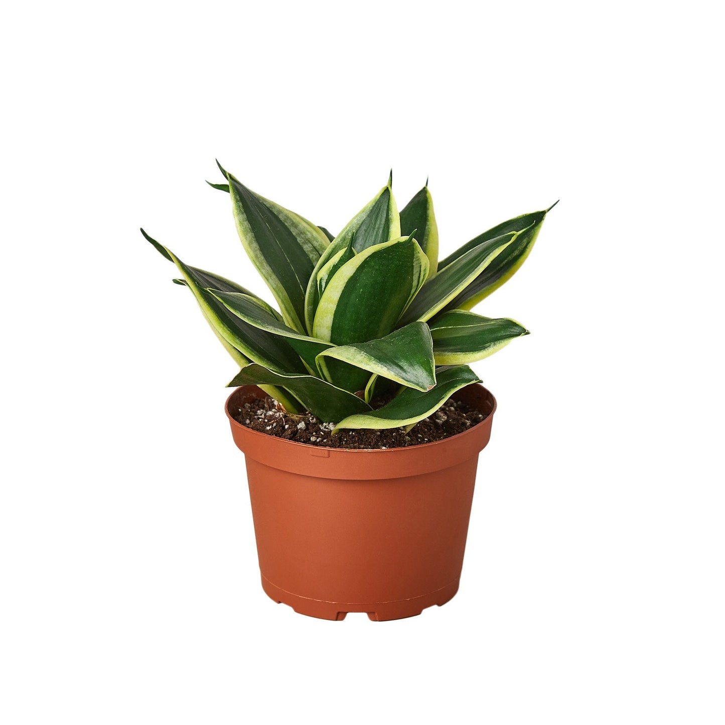 Planta Serpiente Oro Negro