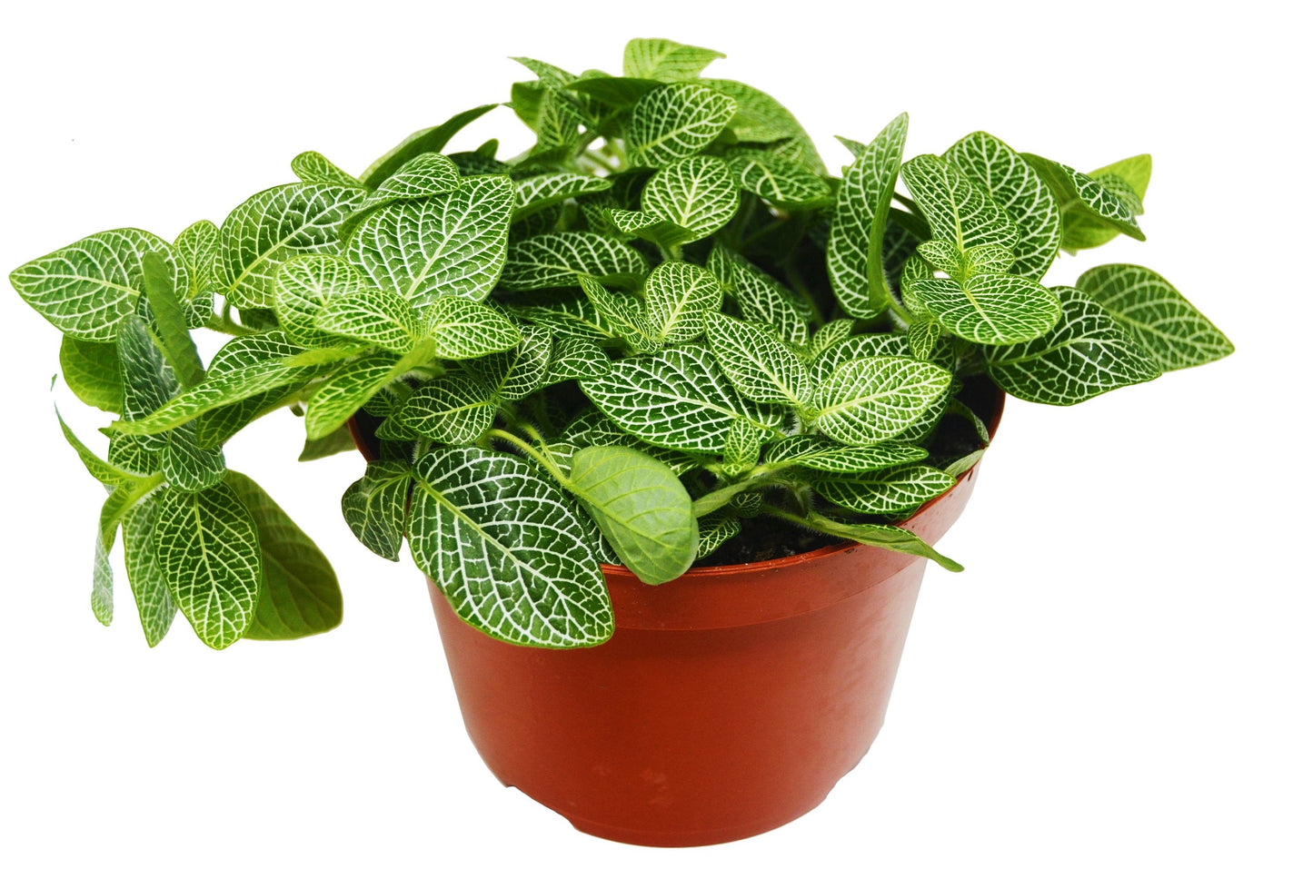 Fittonia 'Planta del nervio blanco'